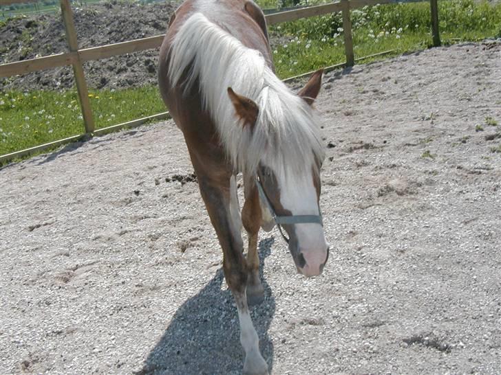 Welsh Pony (sec B) Miss Bailey billede 10
