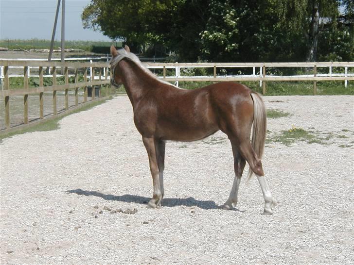 Welsh Pony (sec B) Miss Bailey billede 11