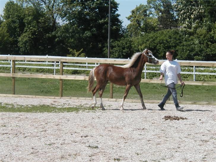 Welsh Pony (sec B) Miss Bailey billede 12