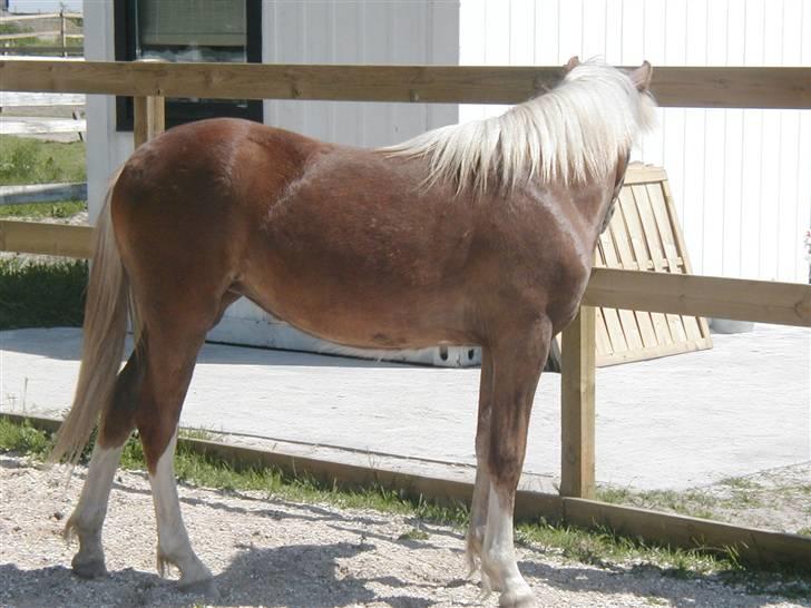 Welsh Pony (sec B) Miss Bailey billede 13