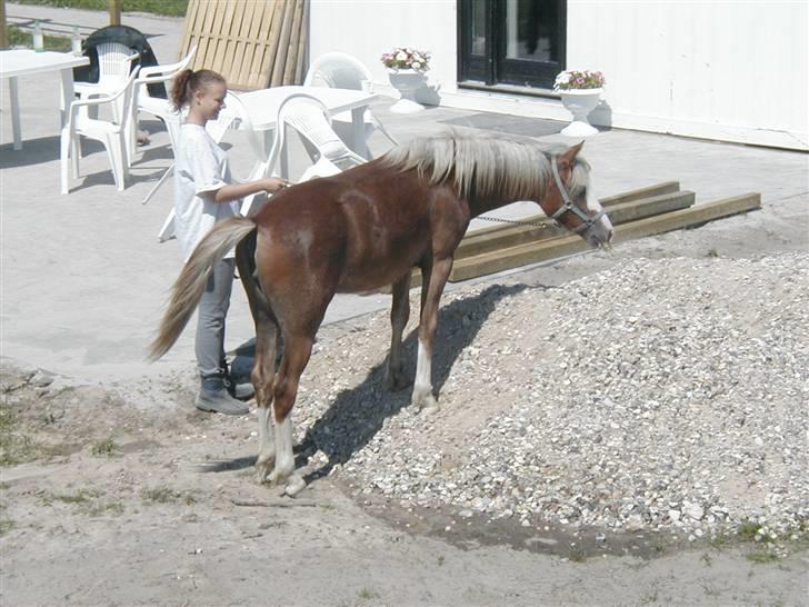Welsh Pony (sec B) Miss Bailey billede 14