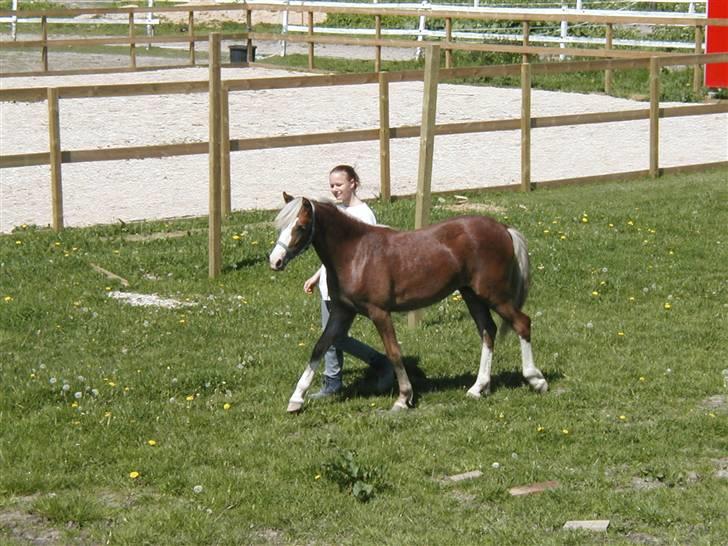 Welsh Pony (sec B) Miss Bailey billede 15