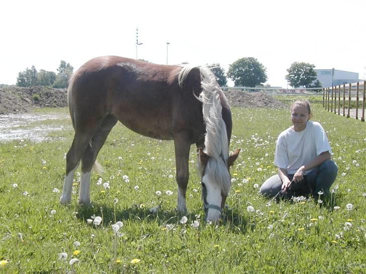 Welsh Pony (sec B) Miss Bailey billede 16