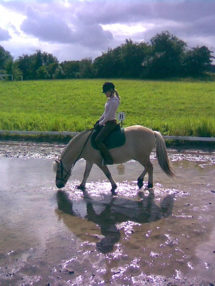 Fjordhest Sego *SOLGT* :'/ - Sego og vand ? = Gode venner x] billede 1