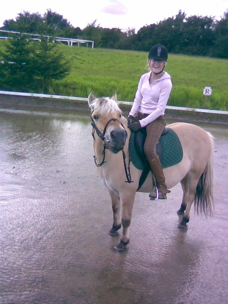 Fjordhest Sego *SOLGT* :'/ - Jeg ser dum ud . Men Sego´manden ser dummere ud xD billede 2