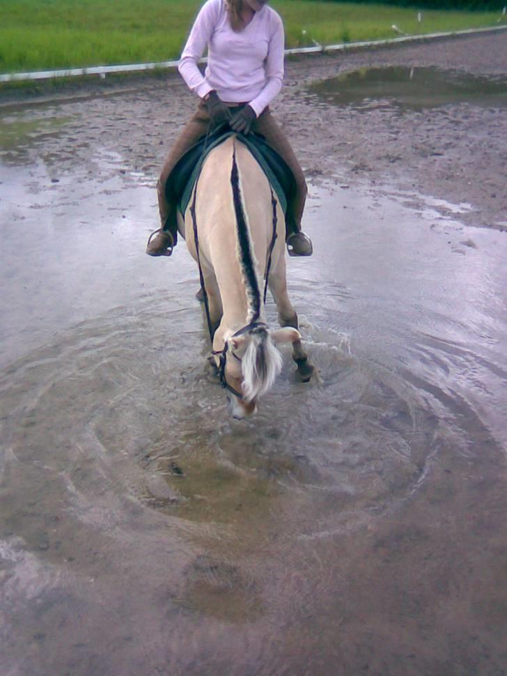 Fjordhest Sego *SOLGT* :'/ - Det dér med vand ikk ? Det er lige ham 8D billede 3