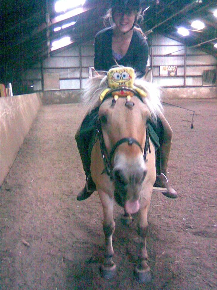 Fjordhest Sego *SOLGT* :'/ - Sego & Svampe Bob = U L T R A Seje Rockere 8´D billede 4