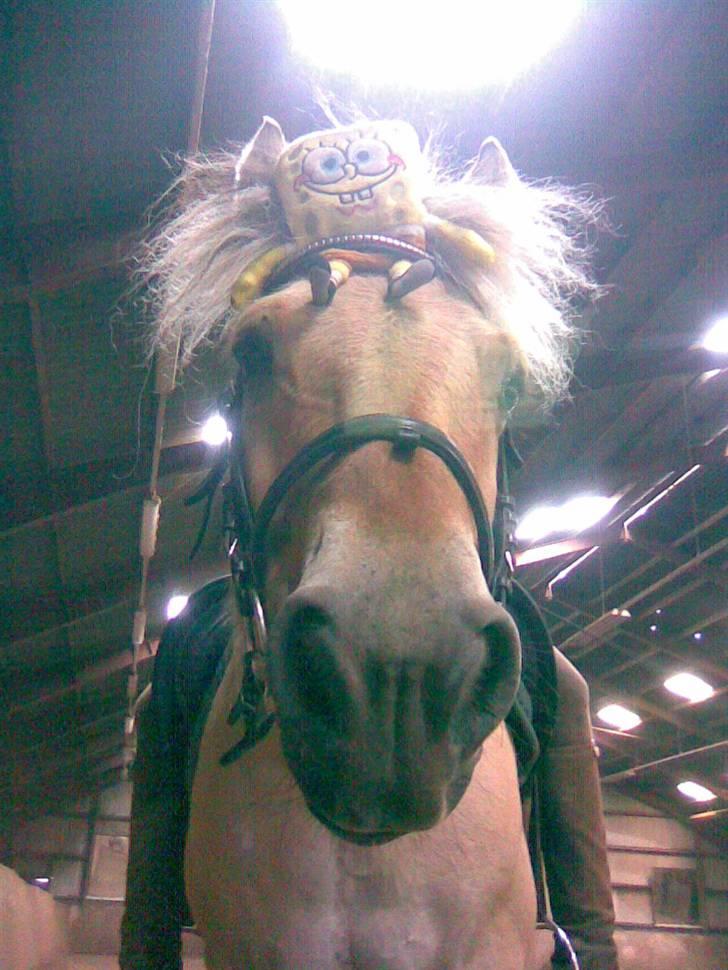 Fjordhest Sego *SOLGT* :'/ - Han er så dejlig ! <3 . - Tak til fotografen Katrine <3 billede 5