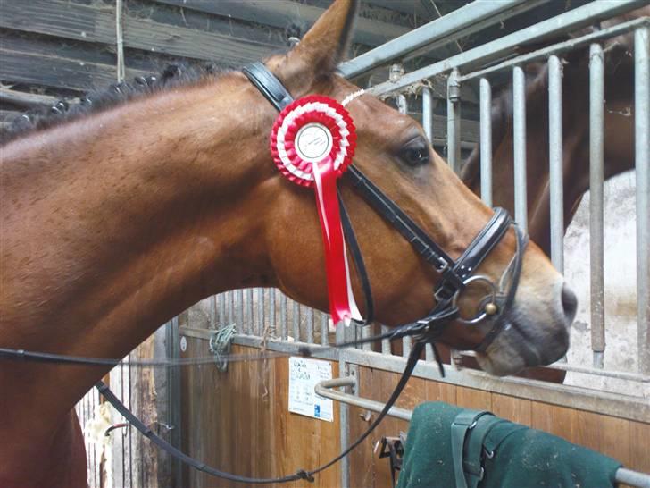 Anden særlig race Lucky Casmir (Bamse) - Såå fiin (: <3 billede 5