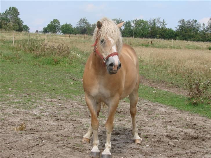 Haflinger Prinsessen (Aflivet) - Min prinsesse.. billede 1