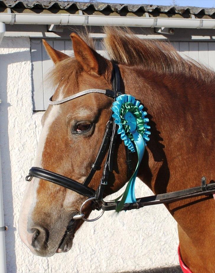 New Forest Folehaves Nathali * klubmester i spring 2013* -  2011 marts billede 10