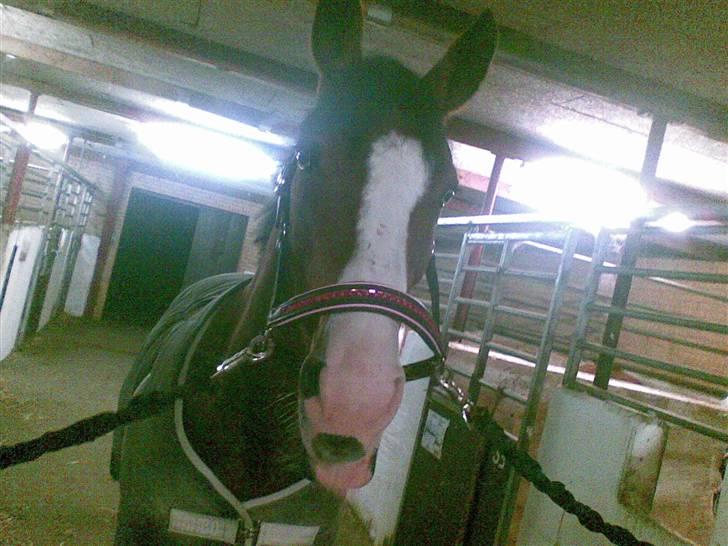 Anden særlig race søgaardens bay mandy bowl billede 7