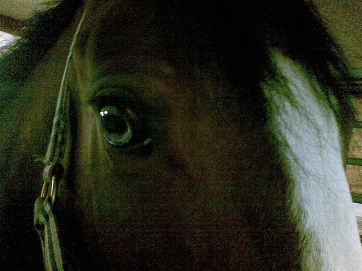 Anden særlig race søgaardens bay mandy bowl billede 8