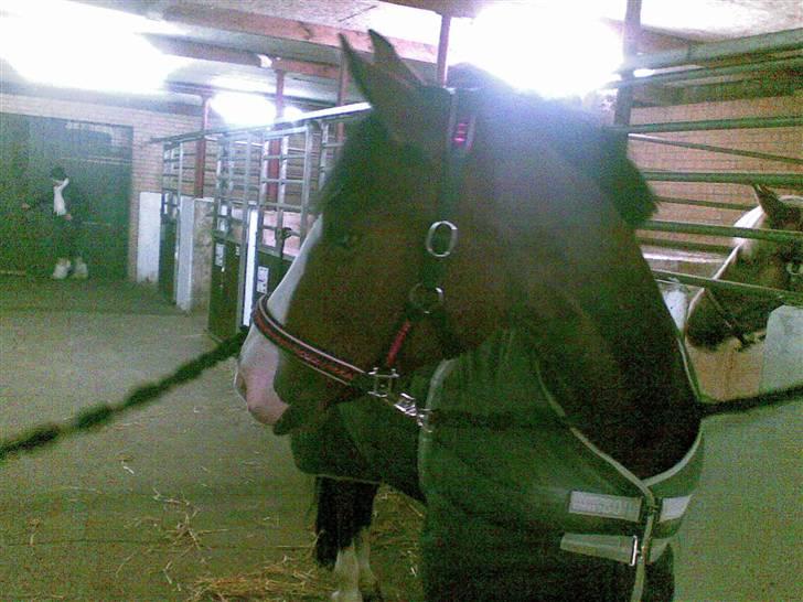 Anden særlig race søgaardens bay mandy bowl billede 9