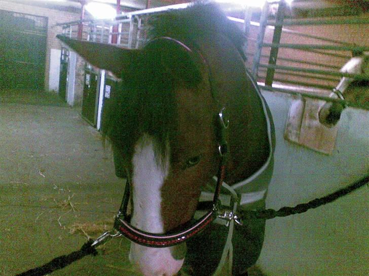 Anden særlig race søgaardens bay mandy bowl billede 10