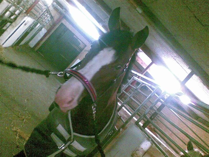 Anden særlig race søgaardens bay mandy bowl billede 11