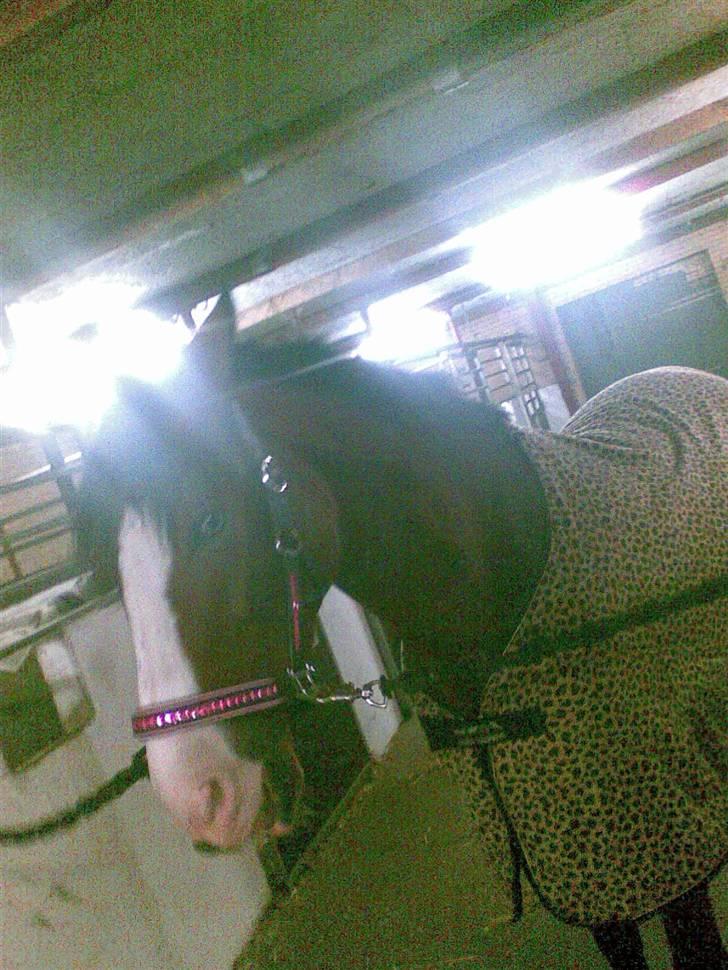 Anden særlig race søgaardens bay mandy bowl billede 12