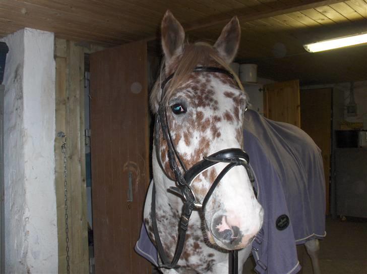 Appaloosa Dutch billede 6