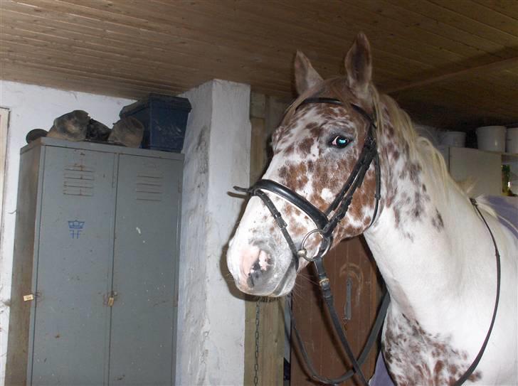 Appaloosa Dutch billede 7