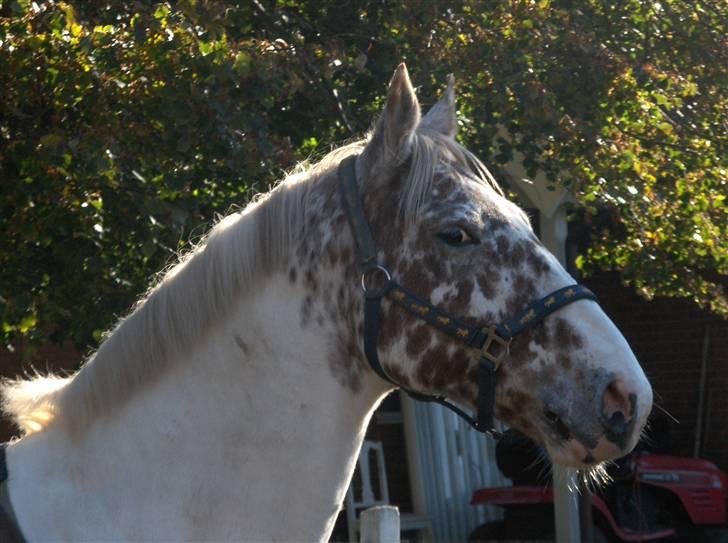 Appaloosa Dutch billede 9