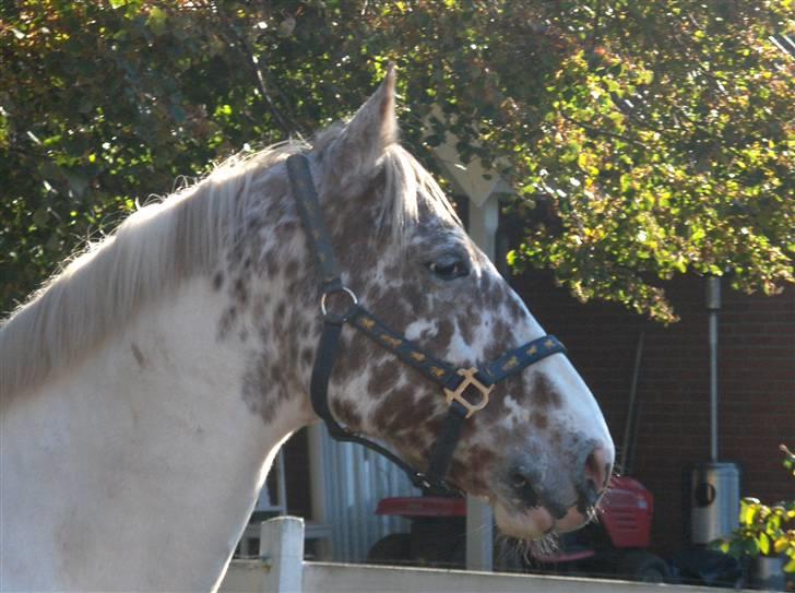 Appaloosa Dutch billede 10