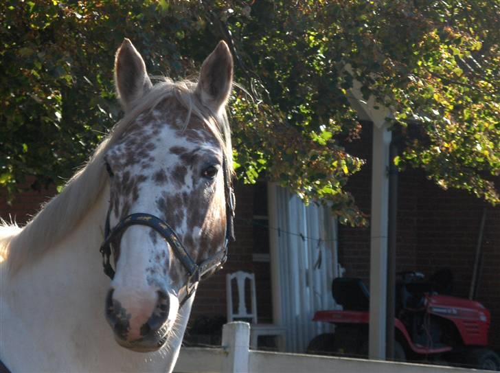 Appaloosa Dutch billede 11