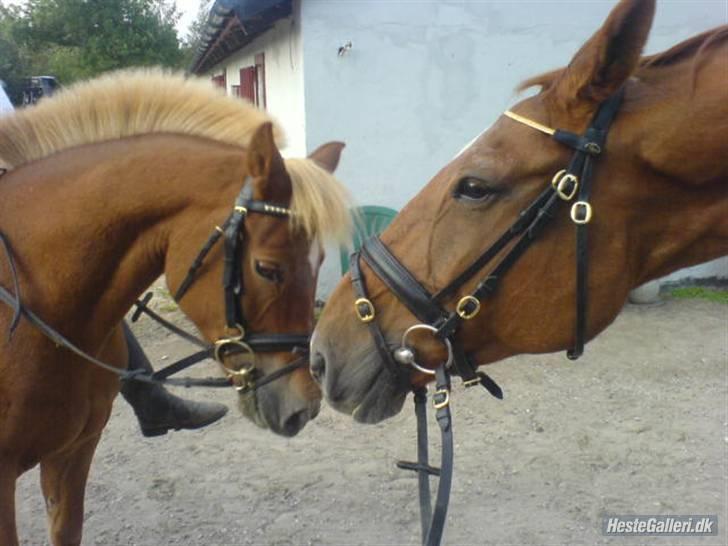 Mecklenburger Godus 2 billede 7