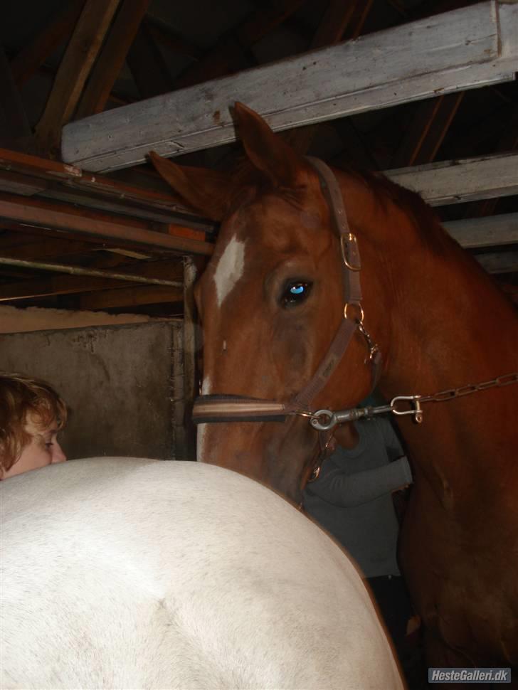 Mecklenburger Godus 2 billede 9