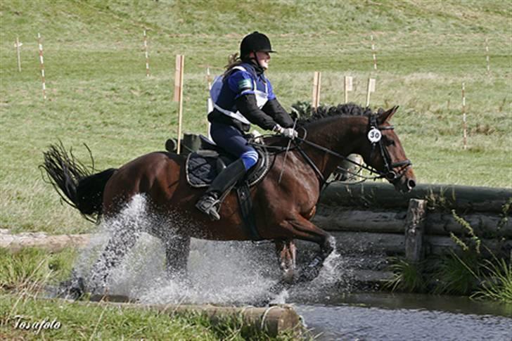 Dansk Varmblod Falypso Bell - 2007 billede 7