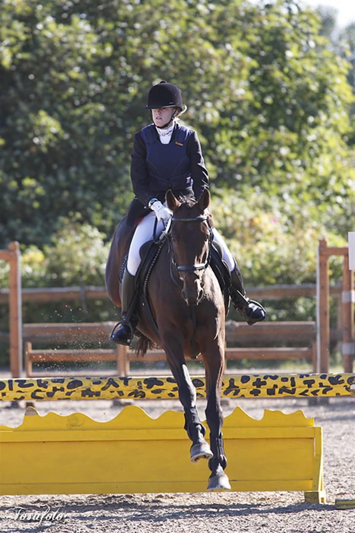 Dansk Varmblod Falypso Bell - 2007 billede 8