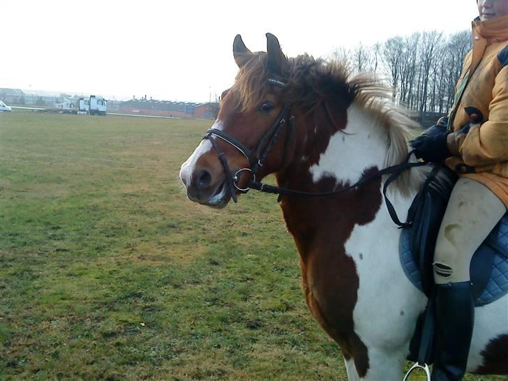 Anden særlig race Fillizante - hun er bare så opmærksom! :D billede 1