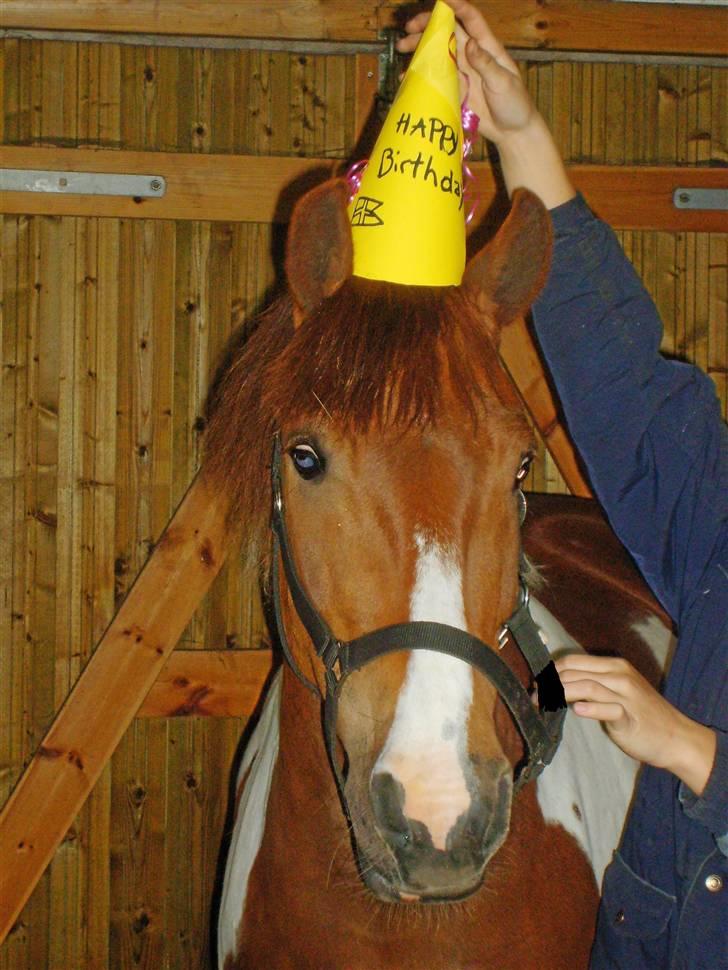 Anden særlig race Fillizante - Se Hvor sød den er :b den havde fødselsdag og så fik den sårn en fin hat <3 billede 3