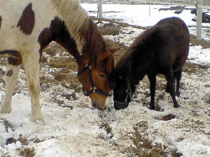 Anden særlig race Fillizante - Fillizante og hendes bedste veninde, Mirinda, en anden af mine ponyer :D  billede 5