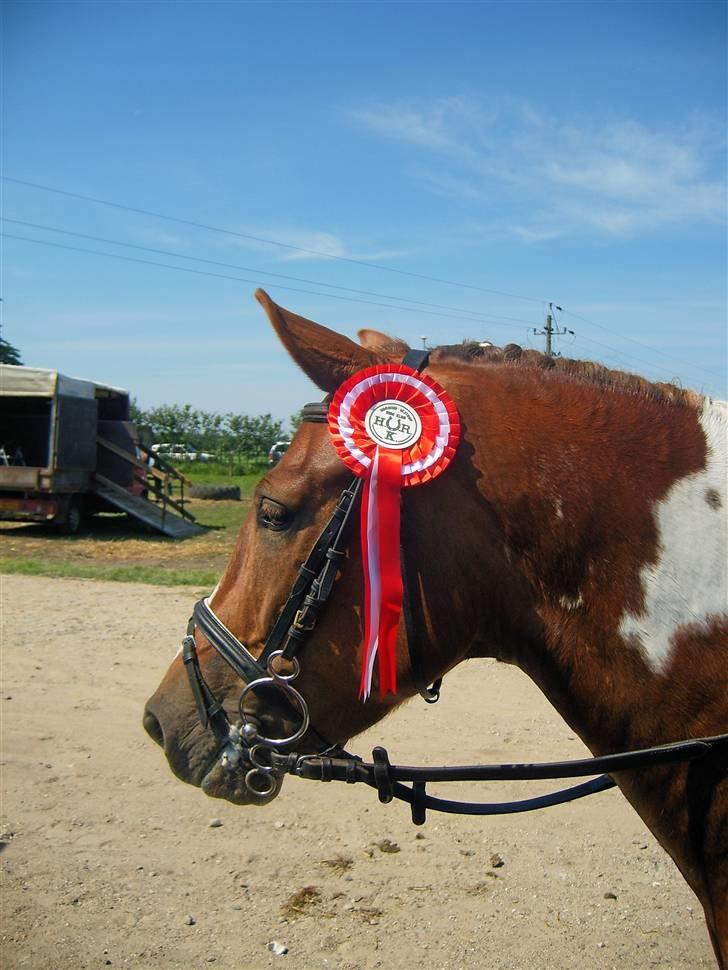 Anden særlig race Fillizante - Super stolt hest af en flot 1 plads :p billede 6
