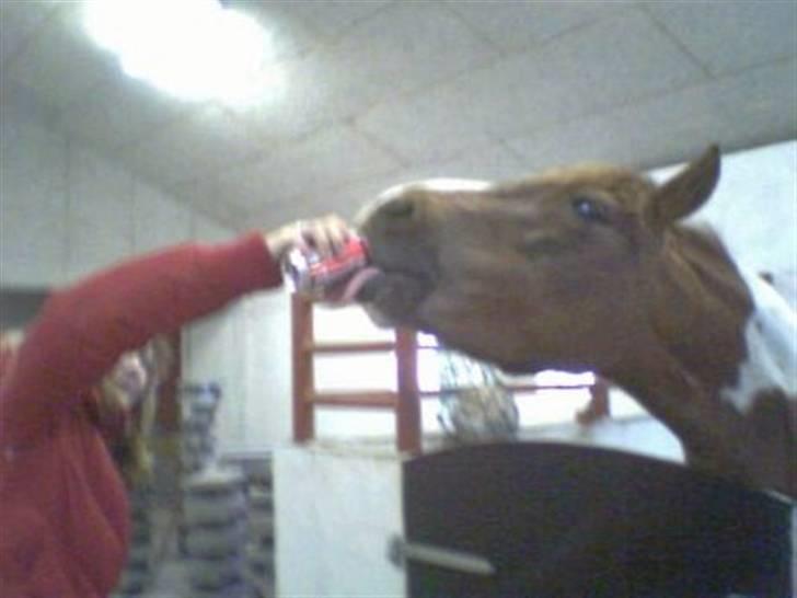 Anden særlig race Fillizante - Hun er helt vild med cola :D  billede 7