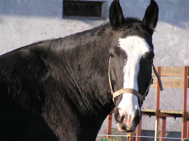 Oldenborg *Katarina*  Solgt billede 11