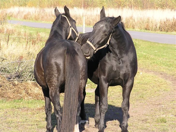 Oldenborg *Ravnholts MITZI* billede 12