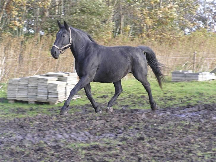 Oldenborg *Ravnholts MITZI* billede 13