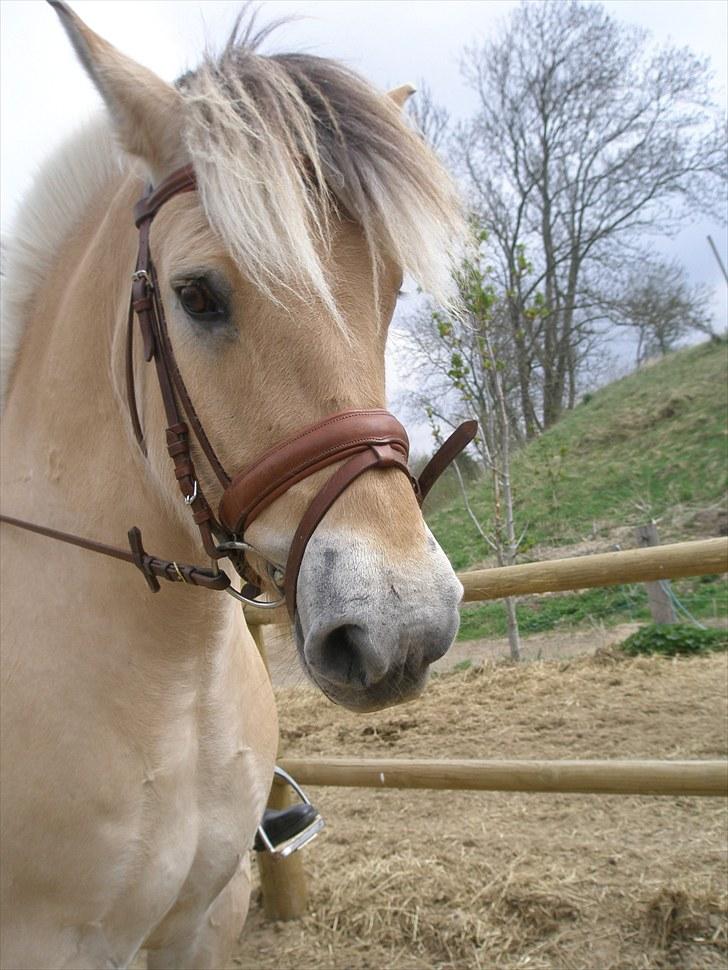 Fjordhest Fabian billede 1