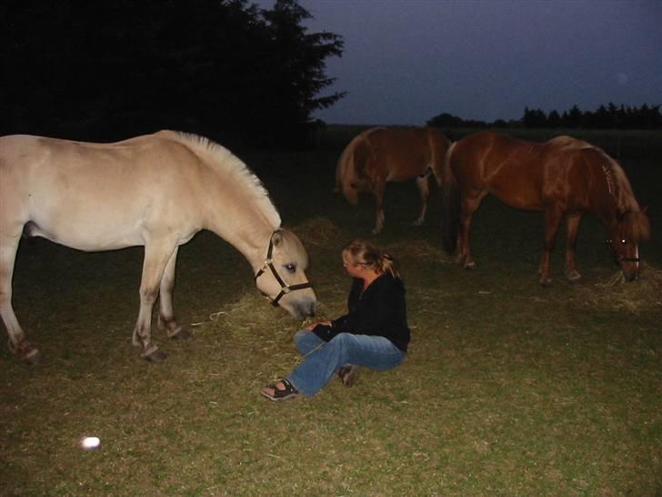 Fjordhest Fabian billede 2