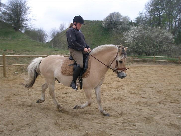 Fjordhest Fabian billede 3