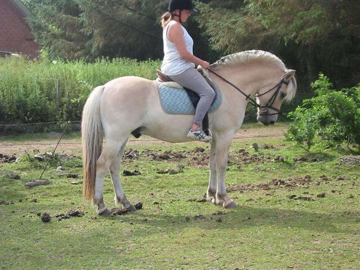 Fjordhest Fabian billede 4