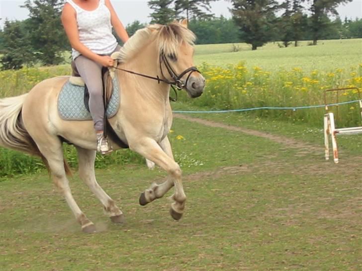 Fjordhest Fabian billede 5