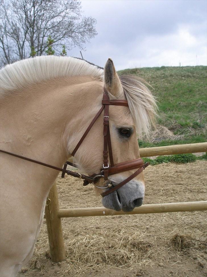 Fjordhest Fabian billede 6