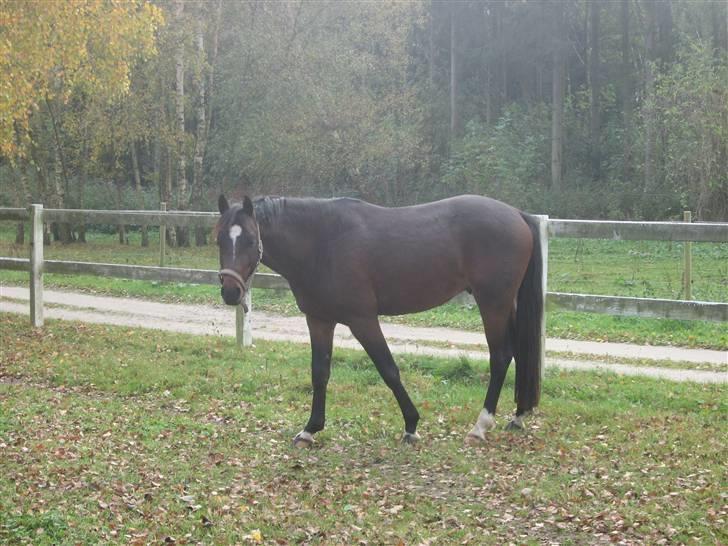 DSP Damvadholms Pure Proudnes billede 8