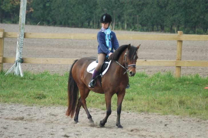 New Forest Tulle (SOLGT) SAVNET <33 - Her rider min part, Erika på Tulle. Hun er bare en rigtig god rytter. billede 11