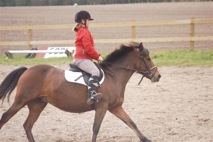 New Forest Tulle (SOLGT) SAVNET <33 - Elsker en strækt galop og vi nyder det begge to. billede 12