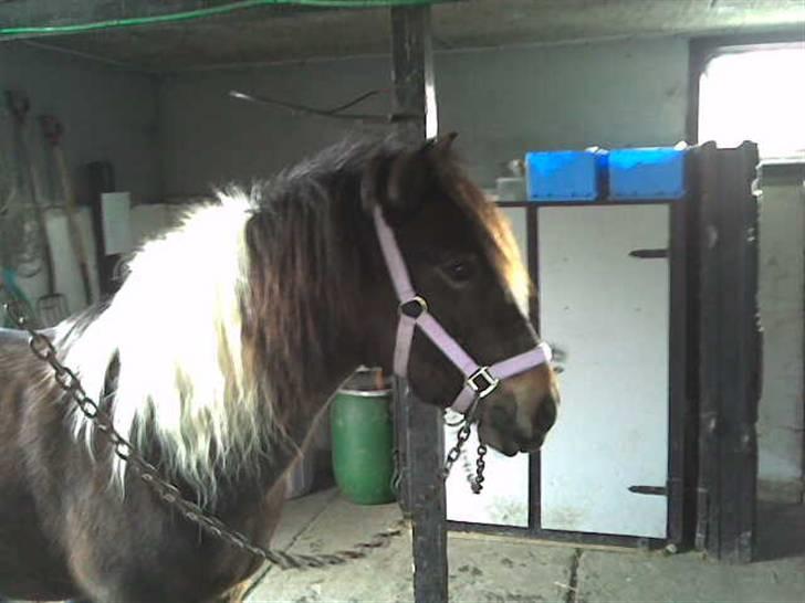 Anden særlig race | Klakkebjergs Tamara |  - Fordi jeg elsker dig ! billede 18