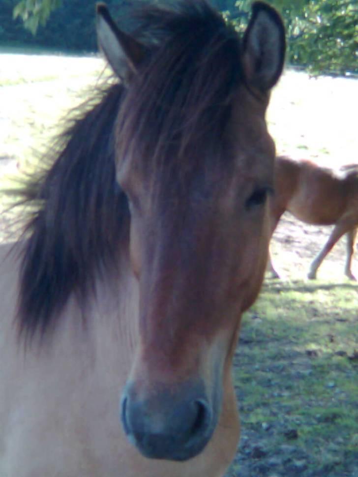 Islænder Rimfaxi - Svært at tage billede af en hest, der bare gerne vil snakke :) billede 1