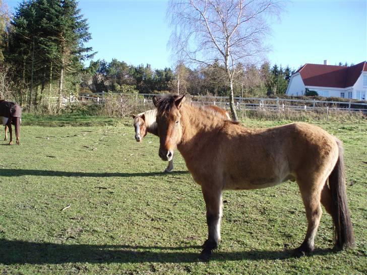 Islænder Rimfaxi - Han poserer rigtigt :) billede 2